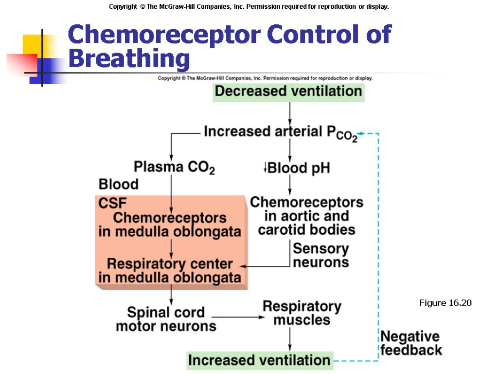 Chemoreceptor Control of Breathing Insert fig. 16.29 Figure 16.20